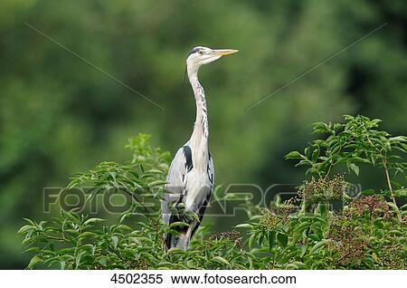 Grey heron, Ardea cinerea View Large Photo Image Stock Photography - Grey heron, Ardea cinerea . Fotosearch