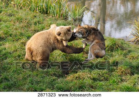 Grey wolf (Canis lupus) and Brown bear (Ursus arctos) fighting in forest, Bavaria, Germany View Large Photo Image Stock Image - Grey wolf (Canis lupus) and Brown bear (Ursus arctos) fighting in forest, Bavaria, Germany . Fotosearch