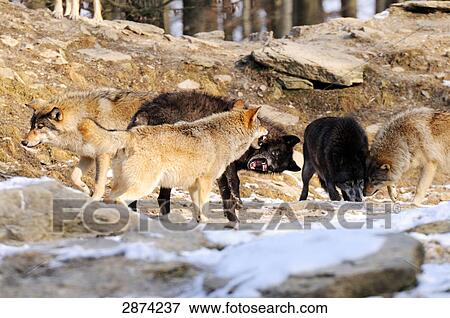 Grey wolf (Canis lupus) fighting in forest View Large Photo Image Stock Photo - Grey wolf (Canis lupus) fighting in forest . Fotosearch