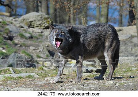 Grey wolf (Canis lupus) howling in forest View Large Photo Image Stock Photo - Grey wolf (Canis lupus) howling in forest . Fotosearch