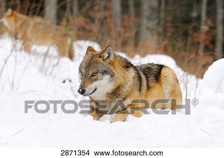 Picture - Grey wolf (Canis lupus) in forest, Bavarian Forest National Park, Bavaria, Germany . Fotosearch