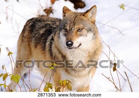 Grey wolf (Canis lupus) in forest, Bavarian Forest National Park, Bavaria, Germany View Large Photo Image Stock Image - Grey wolf (Canis lupus) in forest, Bavarian Forest National Park, Bavaria, Germany . Fotosearch