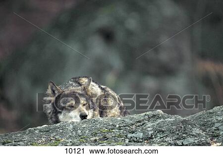Grey wolf (Canis lupus) resting on rock, Bavarian Forest National Park, Bavaria, Germany View Large Photo Image Stock Image - Grey wolf (Canis lupus) resting on rock, Bavarian Forest National Park, Bavaria, Germany . Fotosearch
