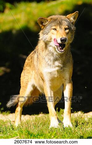 Picture - Grey wolf (Canis lupus) standing in field . Fotosearch