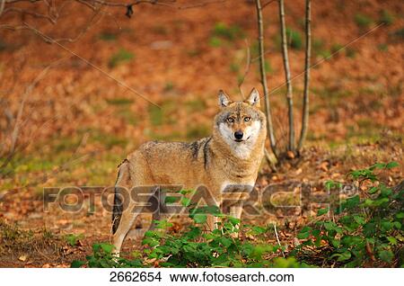 Grey wolf (Canis lupus) standing in forest View Large Photo Image Picture - Grey wolf (Canis lupus) standing in forest . Fotosearch