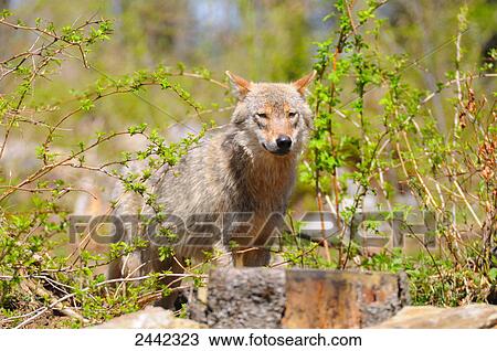 Grey wolf (Canis lupus) standing in forest View Large Photo Image Stock Image - Grey wolf (Canis lupus) standing in forest . Fotosearch