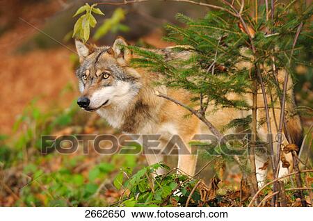 Grey wolf (Canis lupus) standing in forest View Large Photo Image Stock Image - Grey wolf (Canis lupus) standing in forest . Fotosearch