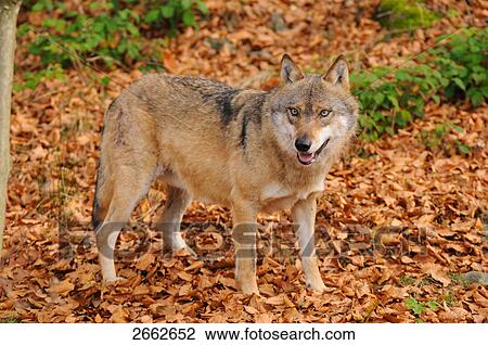 Grey wolf (Canis lupus) standing in forest View Large Photo Image Stock Image - Grey wolf (Canis lupus) standing in forest . Fotosearch
