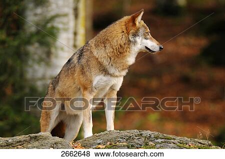 Grey wolf (Canis lupus) standing in forest View Large Photo Image Stock Photo - Grey wolf (Canis lupus) standing in forest . Fotosearch