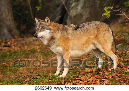 Stock Photo - Grey wolf (Canis lupus) standing in forest . Fotosearch