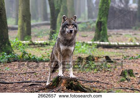 Stock Photo - Grey wolf (Canis lupus) standing in forest . Fotosearch