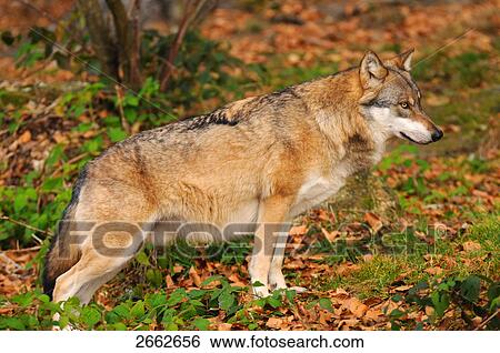 Grey wolf (Canis lupus) standing in forest View Large Photo Image Stock Photograph - Grey wolf (Canis lupus) standing in forest . Fotosearch