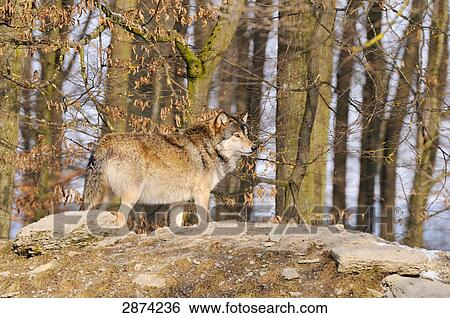 Grey wolf (Canis lupus) standing in forest View Large Photo Image Stock Photograph - Grey wolf (Canis lupus) standing in forest . Fotosearch