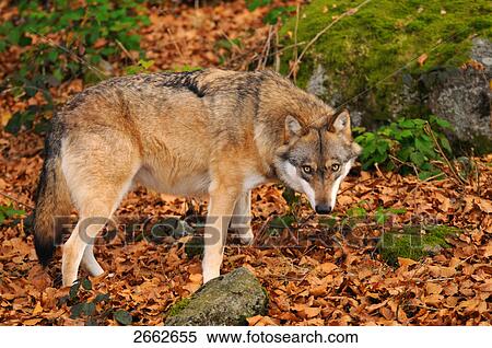 Grey wolf (Canis lupus) standing in forest View Large Photo Image Stock Photography - Grey wolf (Canis lupus) standing in forest . Fotosearch