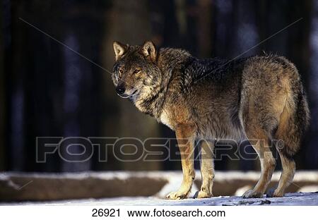 Stock Image - Grey wolf (Canis lupus) standing on snowcovered landscape . Fotosearch