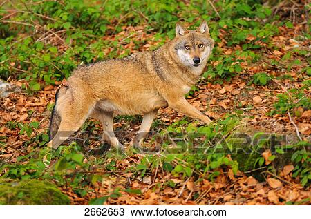 Grey wolf (Canis lupus) walking in forest View Large Photo Image Stock Image - Grey wolf (Canis lupus) walking in forest . Fotosearch