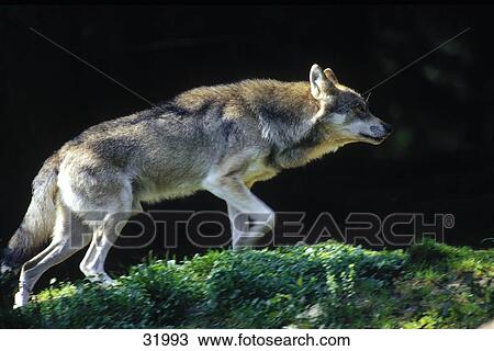 Grey wolf (Canis lupus) walking in forest, Bavarian Forest National Park, Bavaria, Germany View Large Photo Image Stock Image - Grey wolf (Canis lupus) walking in forest, Bavarian Forest National Park, Bavaria, Germany . Fotosearch