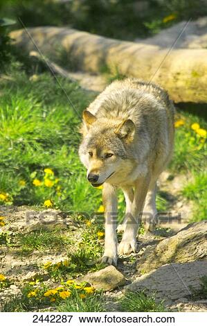 Grey wolf (Canis lupus) walking in forest View Large Photo Image Stock Photo - Grey wolf (Canis lupus) walking in forest . Fotosearch