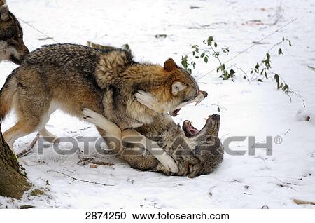 Stock Image - Grey wolves (Canis lupus) fighting in forest . Fotosearch