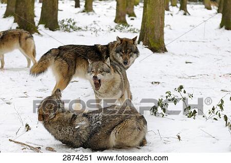 Grey wolves (Canis lupus) fighting in forest View Large Photo Image Stock Image - Grey wolves (Canis lupus) fighting in forest . Fotosearch