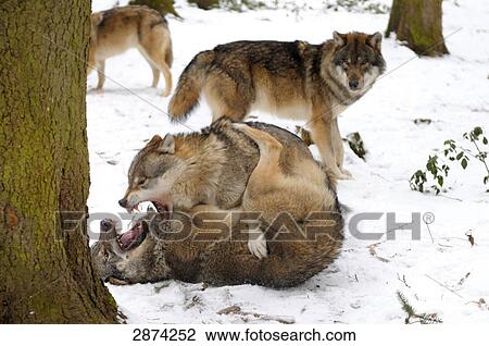 Grey wolves (Canis lupus) fighting in forest View Large Photo Image Stock Image - Grey wolves (Canis lupus) fighting in forest . Fotosearch