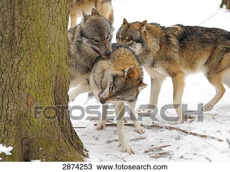 Stock Image - Grey wolves (Canis lupus) fighting in forest . Fotosearch