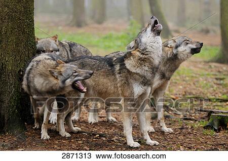 Stock Image - Grey wolves (Canis lupus) howling in forest, Bavarian Forest National Park, Bavaria, Germany . Fotosearch
