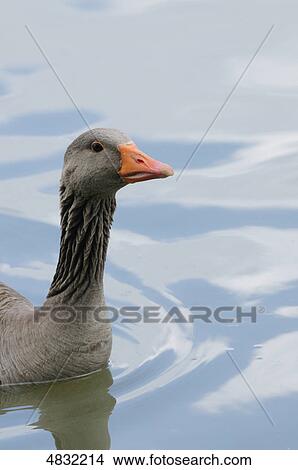 Greylag Goose (Anser anser) at Altmuehlsee, Bavaria, Germany View Large Photo Image Picture - Greylag Goose (Anser anser) at Altmuehlsee, Bavaria, Germany . Fotosearch