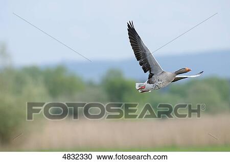 Stock Image - Greylag Goose (Anser anser) at Altmuehlsee, Bavaria, Germany . Fotosearch