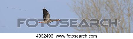 Greylag Goose (Anser anser) at Altmuehlsee, Bavaria, Germany View Large Photo Image Stock Image - Greylag Goose (Anser anser) at Altmuehlsee, Bavaria, Germany . Fotosearch
