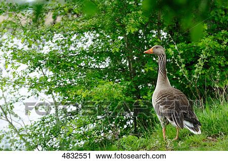 Stock Image - Greylag Goose (Anser anser) at Altmuehlsee, Bavaria, Germany . Fotosearch