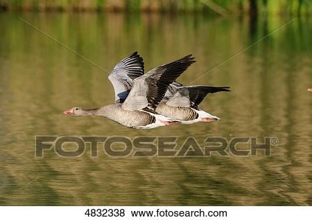 Stock Photo - Greylag Goose (Anser anser) at Altmuehlsee, Bavaria, Germany . Fotosearch