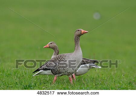Greylag Goose (Anser anser) at Altmuehlsee, Bavaria, Germany View Large Photo Image Stock Photo - Greylag Goose (Anser anser) at Altmuehlsee, Bavaria, Germany . Fotosearch