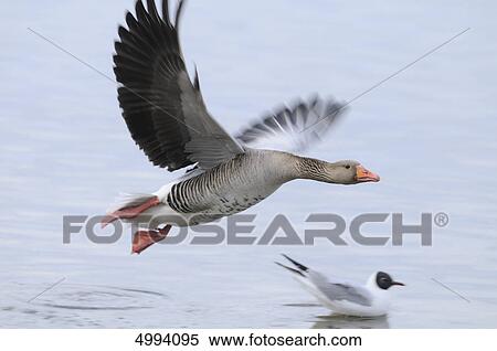 Stock Photography - Greylag Goose (Anser anser) flying over water . Fotosearch