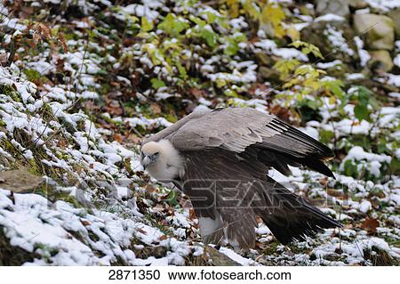 Griffin vulture (Gyps fulvus) in field View Large Photo Image Stock Image - Griffin vulture (Gyps fulvus) in field . Fotosearch