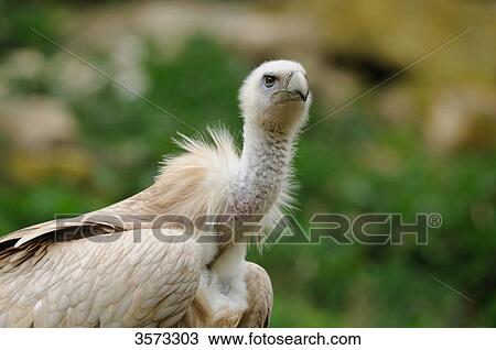 Griffin Vulture (Gyps fulvus) looking around View Large Photo Image Stock Image - Griffin Vulture (Gyps fulvus) looking around . Fotosearch