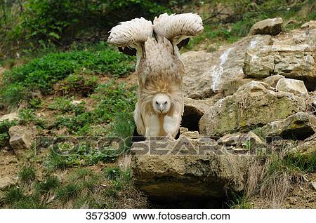Stock Photo - Griffin Vulture (Gyps fulvus) spreading out his wings . Fotosearch