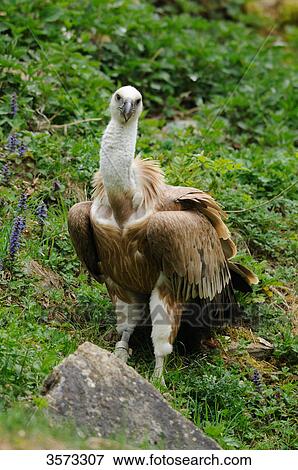 Stock Photo - Griffin Vulture (Gyps fulvus) standing . Fotosearch