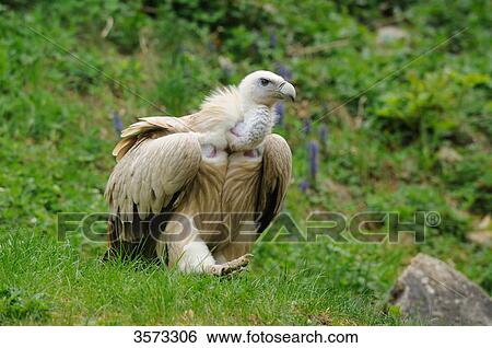 Stock Photograph - Griffin Vulture (Gyps fulvus) walking . Fotosearch