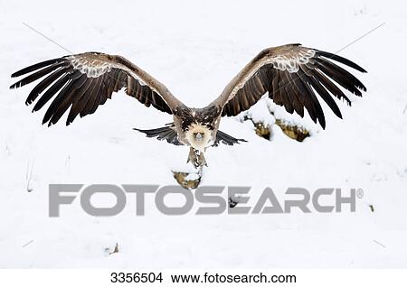 Picture - Griffon vulture (Gyps fulvus) flying, Bavaria, Germany, front view . Fotosearch