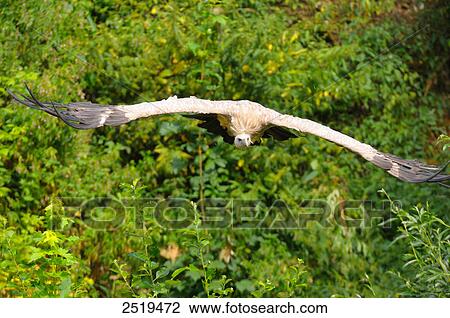 Stock Image - Griffon vulture (Gyps fulvus) flying . Fotosearch