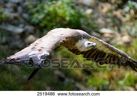 Griffon vulture (Gyps fulvus) flying View Large Photo Image Stock Photograph - Griffon vulture (Gyps fulvus) flying . Fotosearch