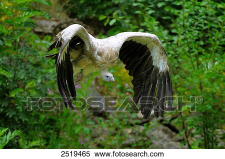 Stock Photography - Griffon vulture (Gyps fulvus) flying . Fotosearch
