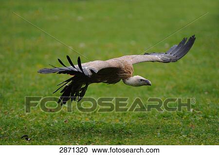 Griffon vulture (Gyps fulvus) in flight View Large Photo Image Stock Image - Griffon vulture (Gyps fulvus) in flight . Fotosearch