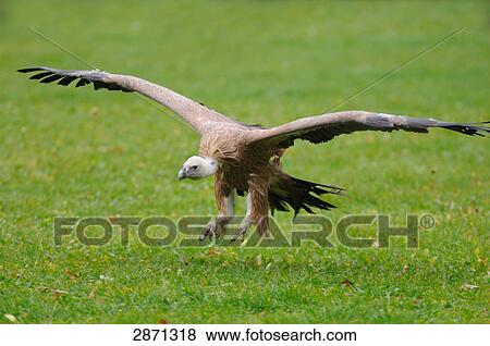 Griffon vulture (Gyps fulvus) in flight View Large Photo Image Stock Photo - Griffon vulture (Gyps fulvus) in flight . Fotosearch