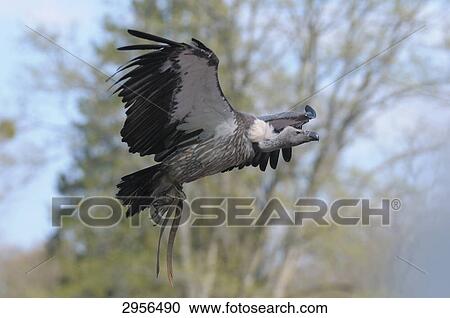 Griffon vulture (Gyps fulvus) in flight, side view View Large Photo Image Stock Image - Griffon vulture (Gyps fulvus) in flight, side view . Fotosearch