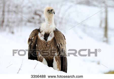 Griffon vulture (Gyps fulvus) in the snow, Bavaria, Germany, front view View Large Photo Image Stock Photo - Griffon vulture (Gyps fulvus) in the snow, Bavaria, Germany, front view . Fotosearch