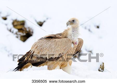 Griffon vulture (Gyps fulvus) in the snow, Bavaria, Germany View Large Photo Image Stock Photography - Griffon vulture (Gyps fulvus) in the snow, Bavaria, Germany . Fotosearch