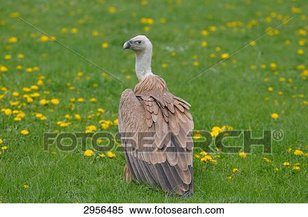 Stock Photography - Griffon vulture (Gyps fulvus) on a meadow, rear view . Fotosearch