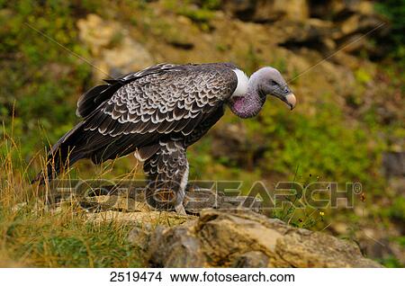 Picture - Griffon vulture (Gyps fulvus) perching on rock . Fotosearch